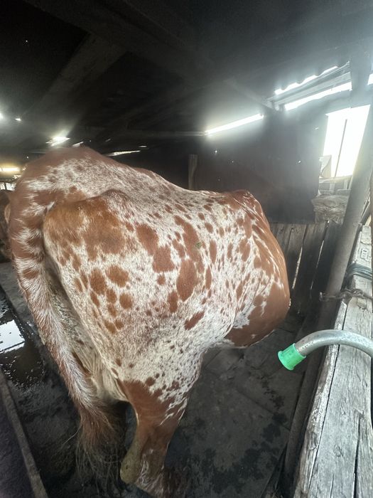 Продаю корову дойную