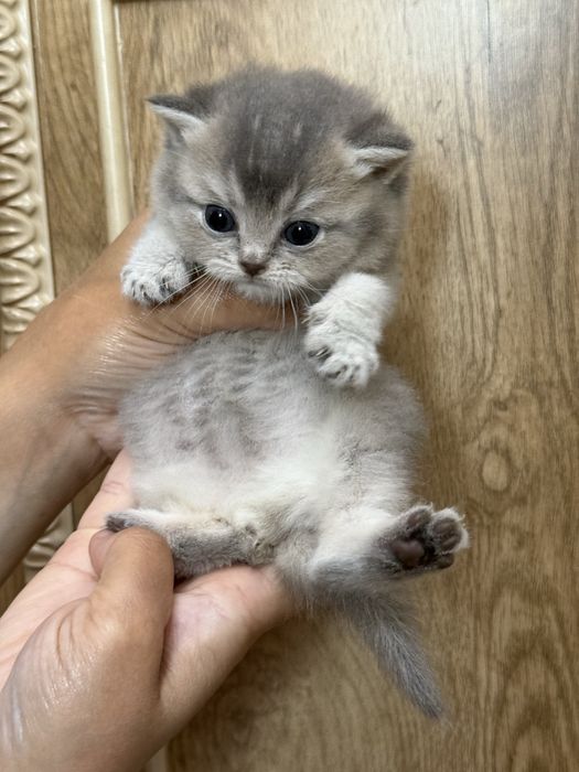 britanskiy toza qon mushuk mushukcha британский котенок britain kitten