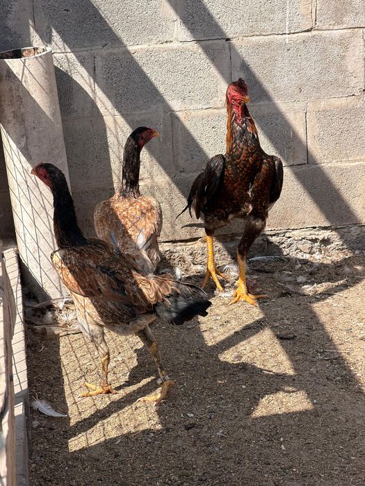 Дакан Шамо Китай цыплята куры бойцовые