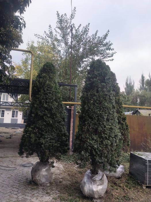 Продаются туи смарагд 3м