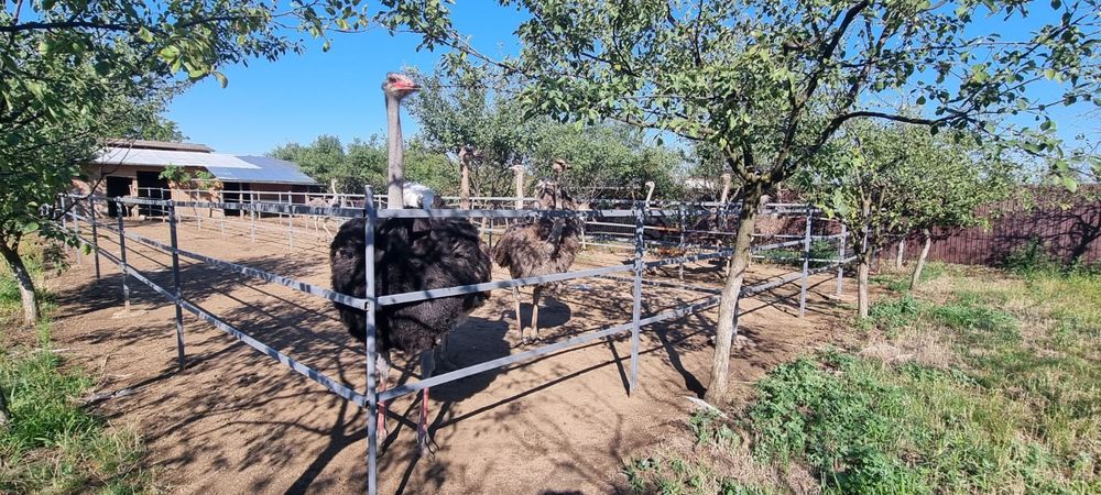 Familii struti african /Adulti