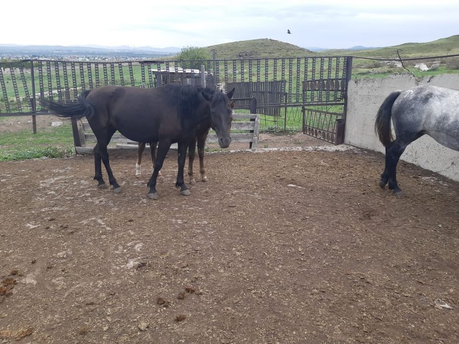 Продаются лошади