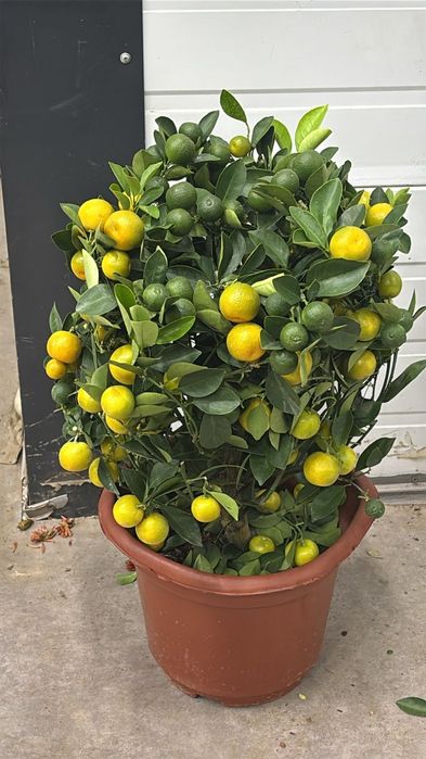 Продам мандаринов дерево