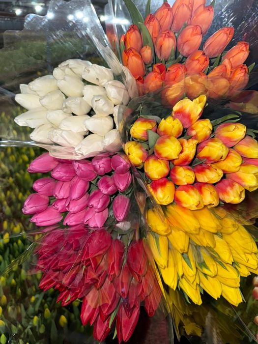 Крупные Тюльпаны