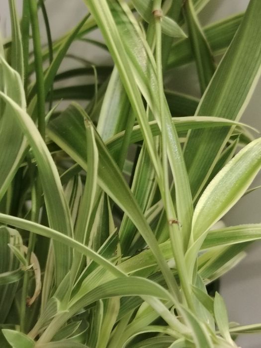 Хлорофитум цветок