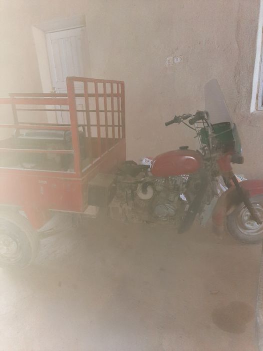 Муравей  чутки 05