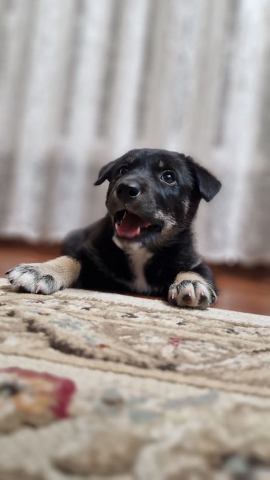 Отдам щенков Лайки