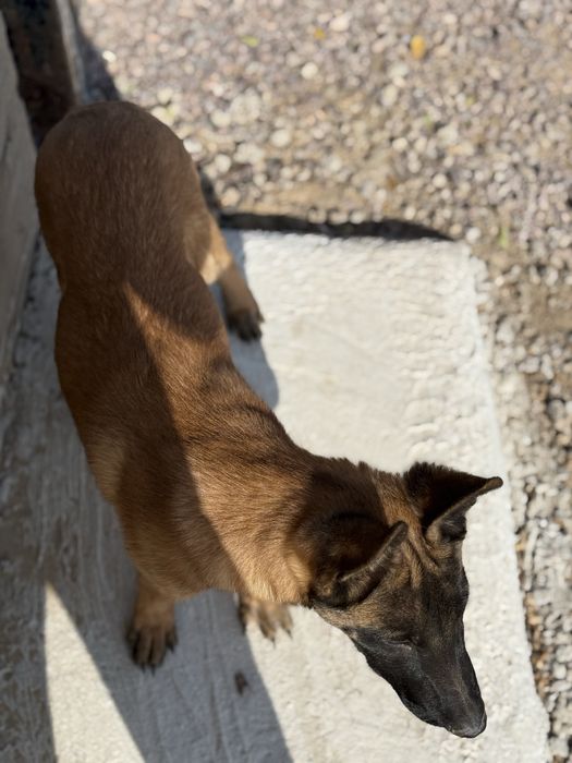 Бельгийский малинуа