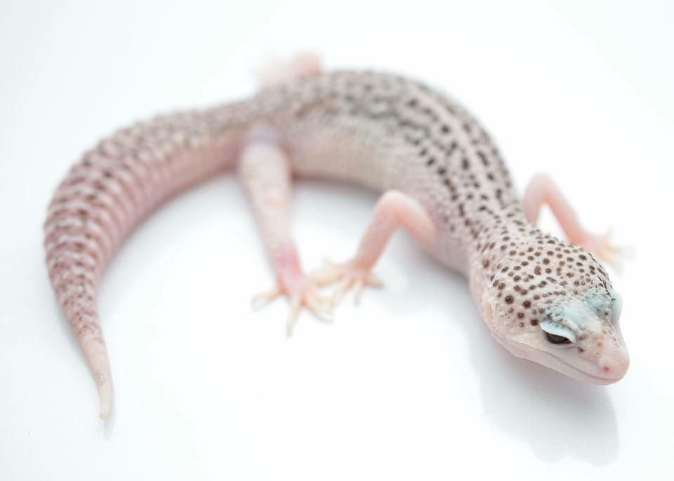 Эублефар тотал самка