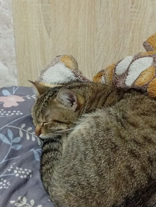 Кошка 6-7 месяцев