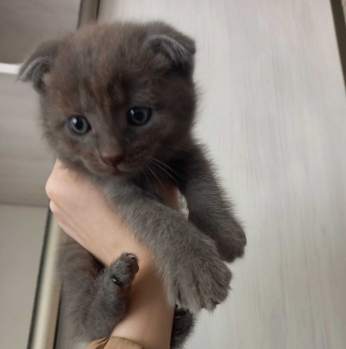Скотиш страй котенок