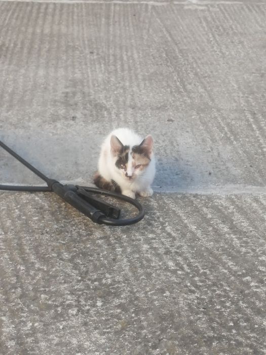 Donez pui de pisică