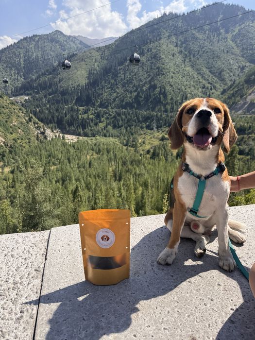 Предлагается кобель для вязки