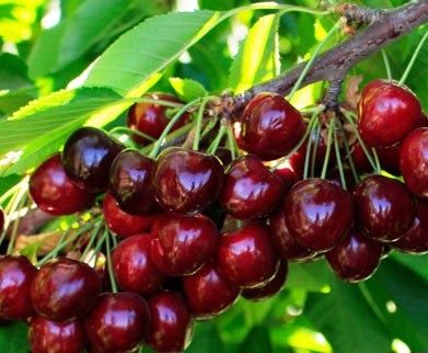 Cires tamara.                          .