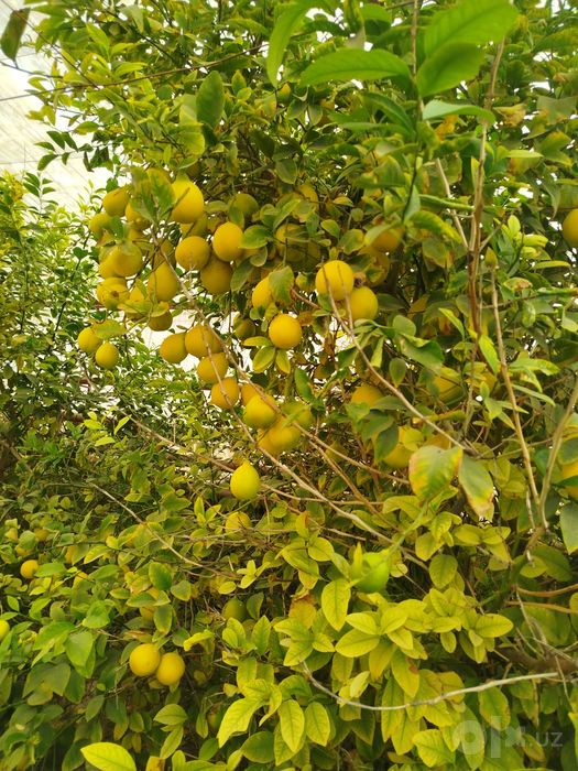 Limon mesni sotiladi