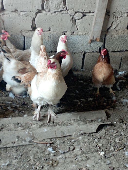 Үй тауықтары бар