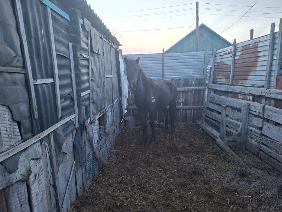 Черный Жеребец 2 года