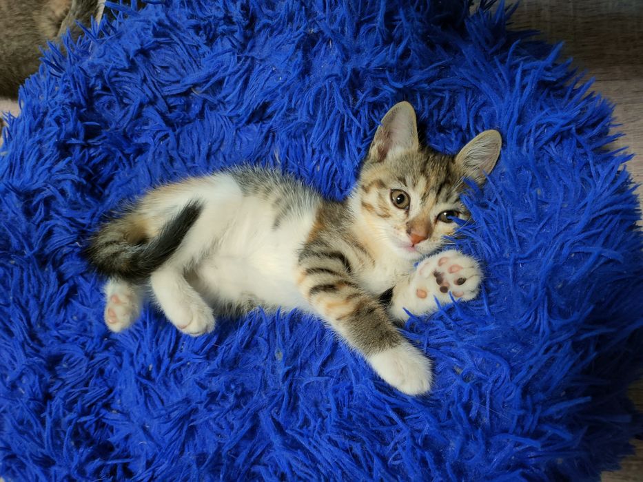 Продам милых котят