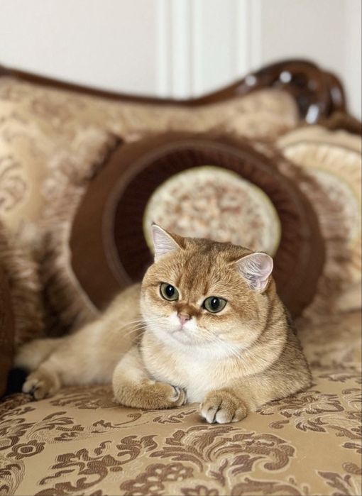 Вязка британская золотая шиншилла ищет кота