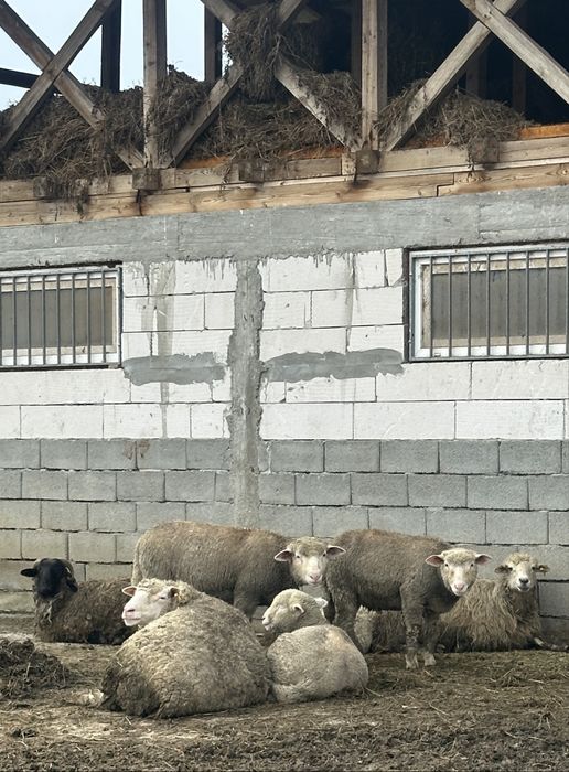 Miei pentru sacrificat crescuti la tara - livrare in tot jud. Valcea