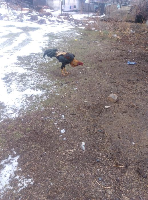 продаётся питух апрельский