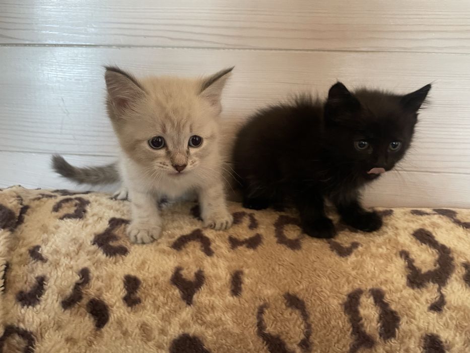 Отдам котят бесплатно