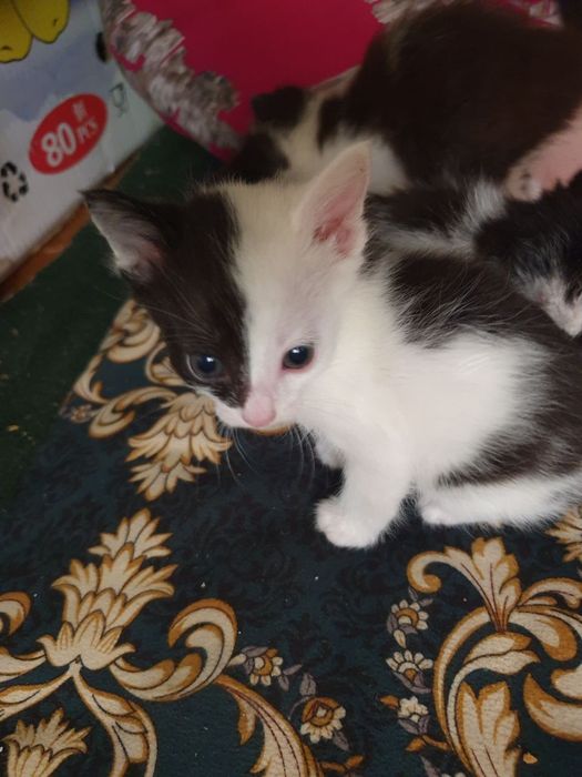 Отдам маму кошку с котятами в хорошие руки город навои