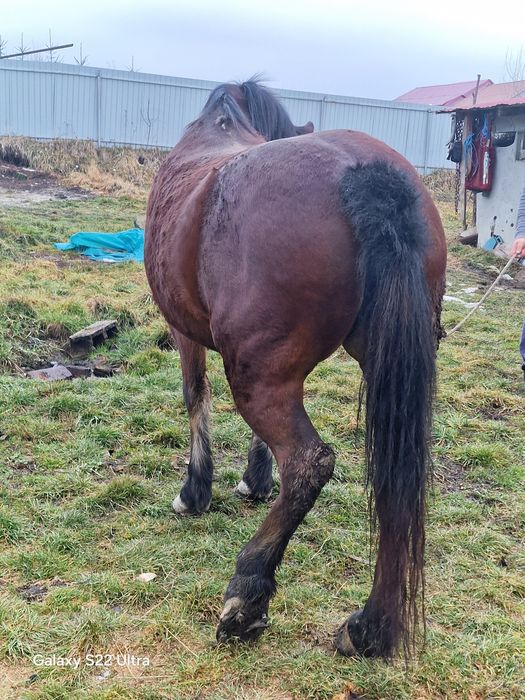 Iapa bună de vanzare