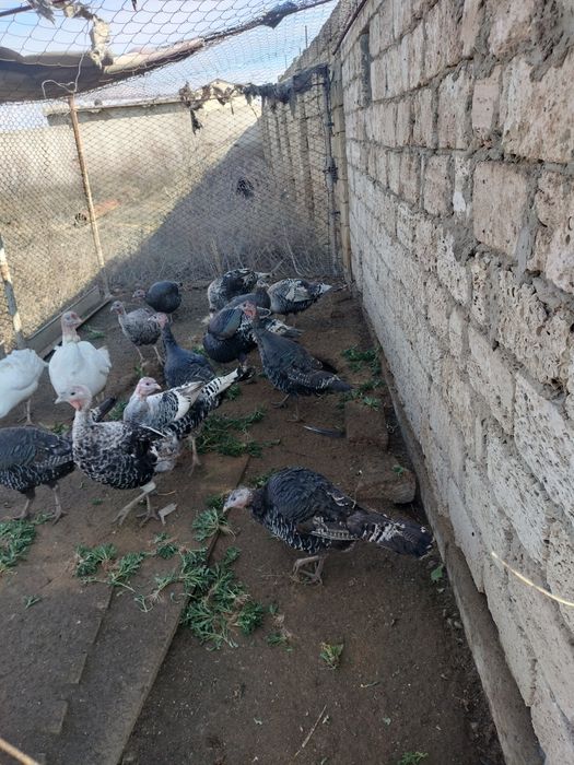 Продам взрослых индюков