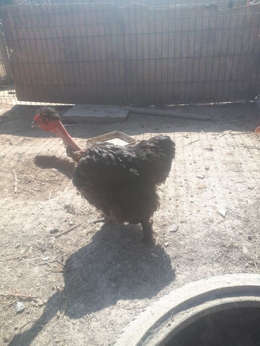 Яйца инкубационные Голошеек.