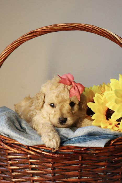 Мальтипу шикарные детки