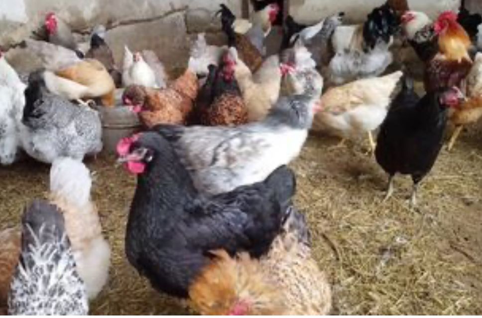 Черная курица , петух . Доставка