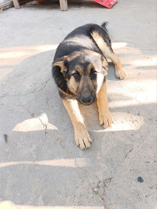 Продам немецкую овчарку