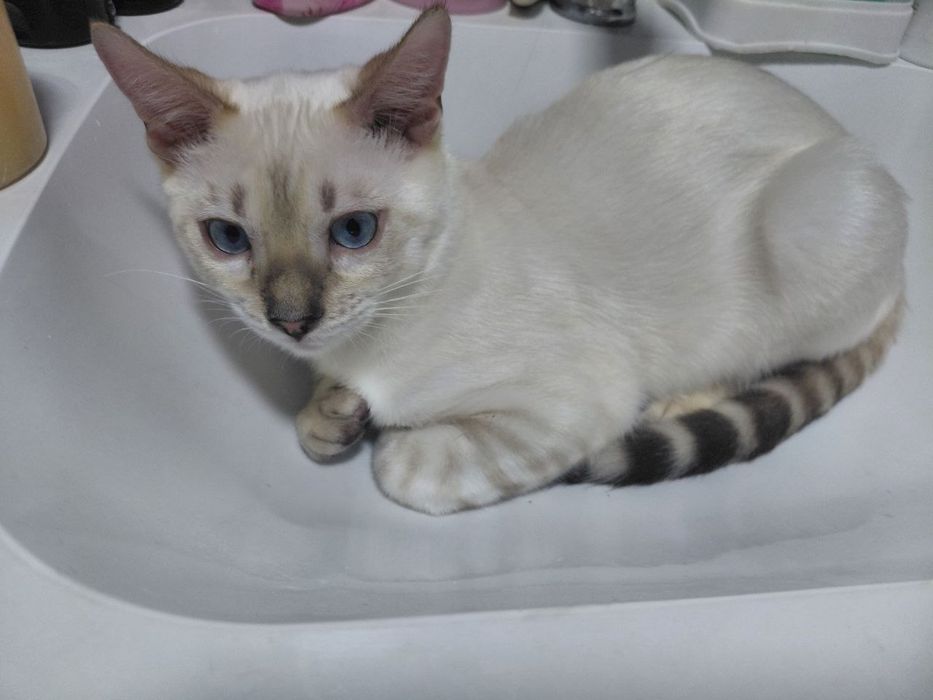 Бенгальский котенок 200$