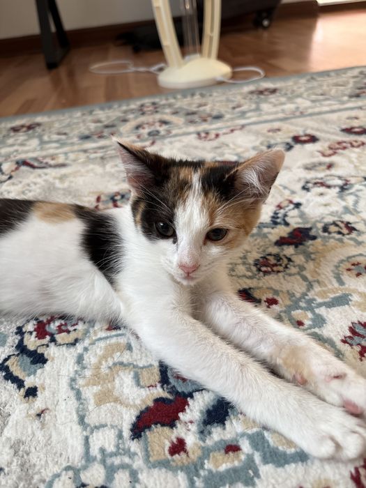 Котеночек девочка