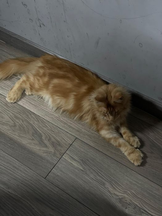 Продам Мейн-куна мальчика