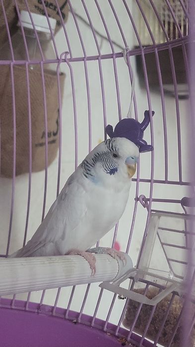 Продаётся волнистый попугайчик