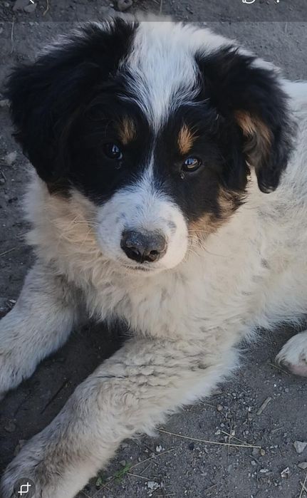 Щенок ищет заботливых хозяев