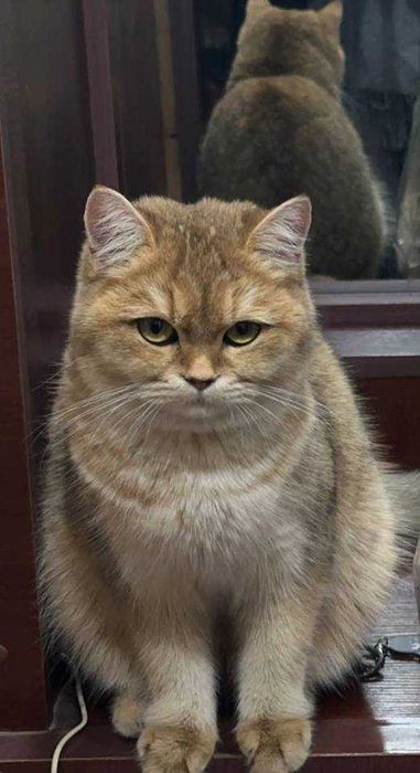 1 млн сум. Помогите найти кошку за вознаграждение. Mushuk yoqoldi