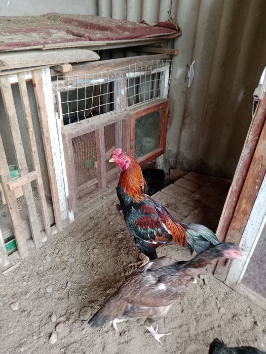 Цыплята дакан о шамо