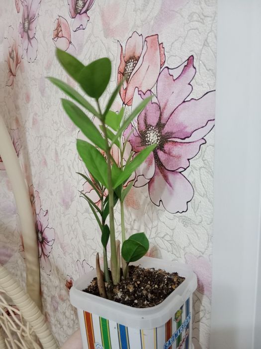 Продам   цветок,