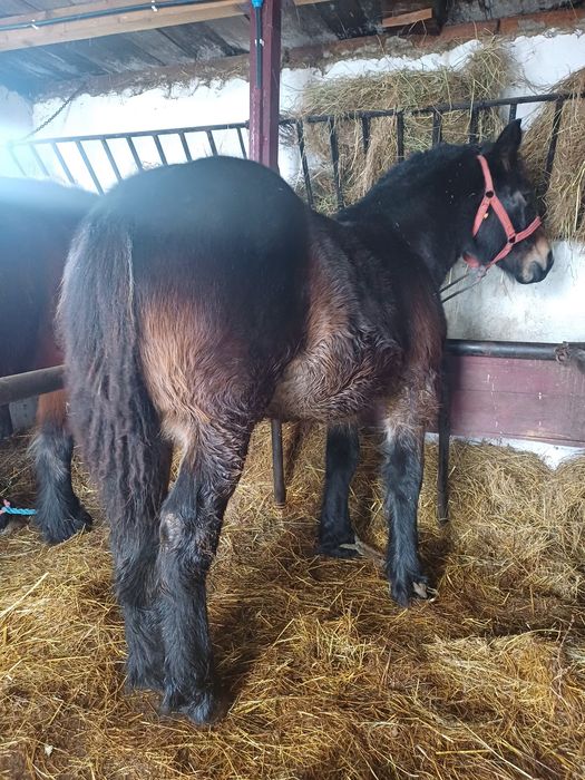 Manz de vanzare frumos manzu este in mocrea negru