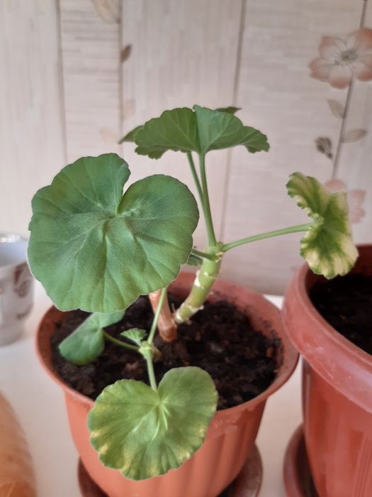 Комнатные цветы по 500 тенге