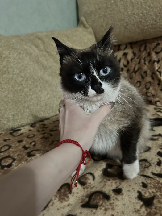 отдам кошечку в добрые руки!