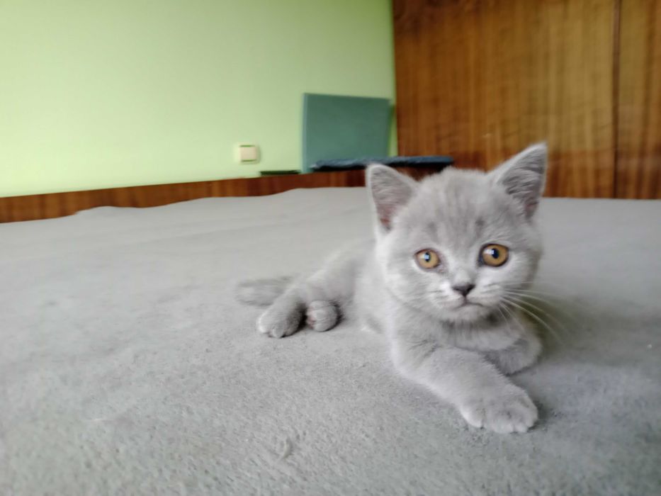 Британски котета промоцията продължава!