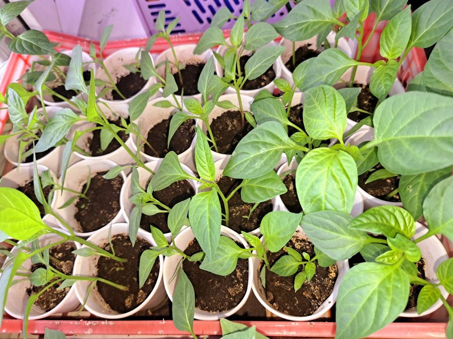 Рассада перец сладкий