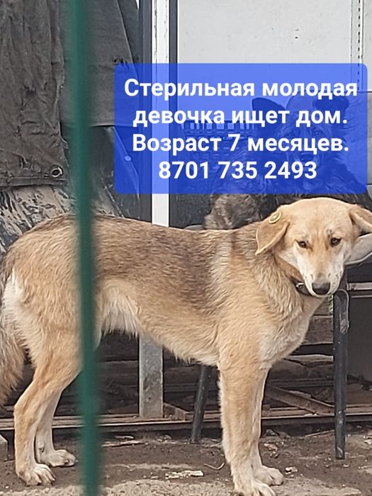 Срочно малышам нужен дом.