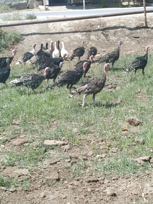 Когон шахарда куркалар ха урдак сотилади