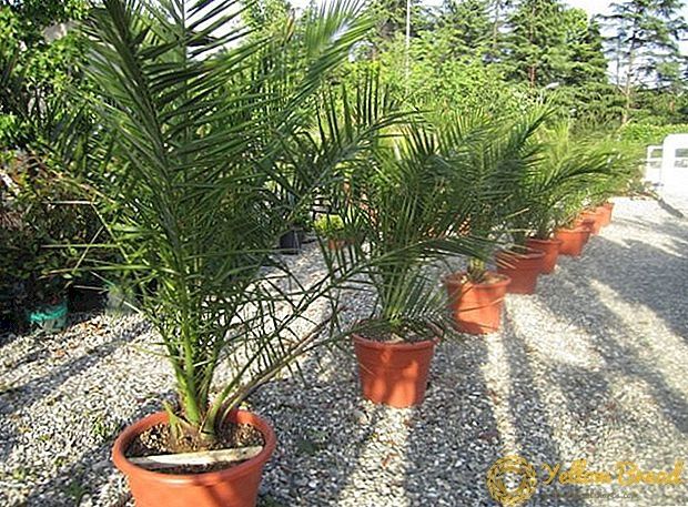 Palma daraxtlari bor