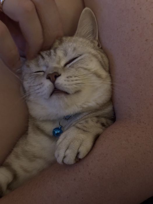 Отдам котика в хорошие руки